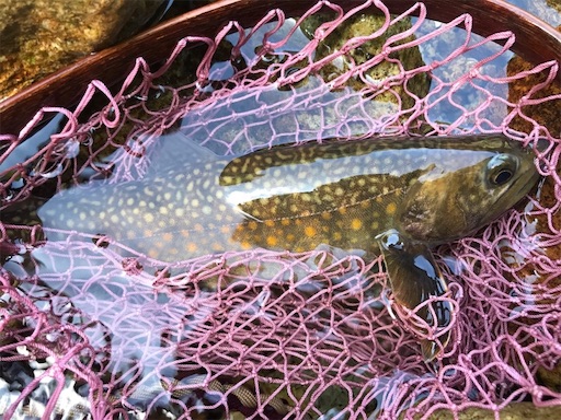 f:id:trout_design:20191104134603j:image
