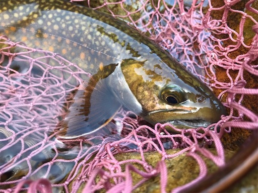 f:id:trout_design:20191104134654j:image