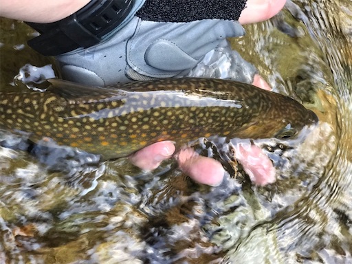 f:id:trout_design:20191104134926j:image