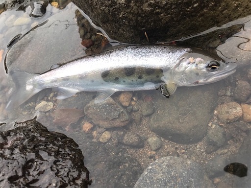 f:id:trout_design:20200331121431j:image f:id:trout_design:20200331121431j:image