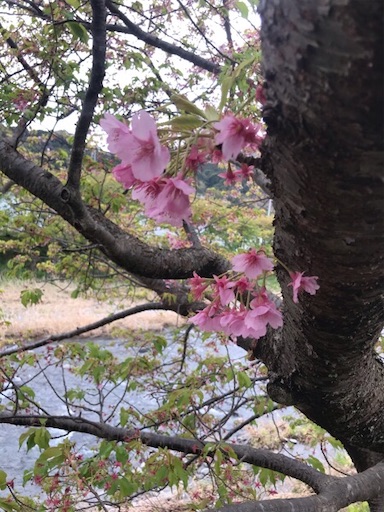 f:id:trout_design:20200331121621j:image f:id:trout_design:20200331121621j:image