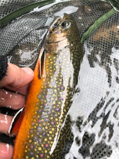 f:id:trout_design:20200715164101j:plain