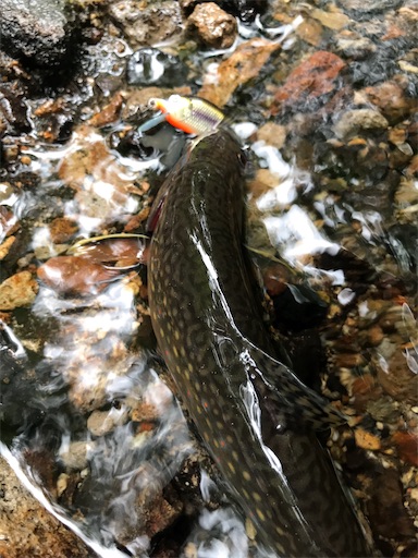 f:id:trout_design:20200717200132j:plain
