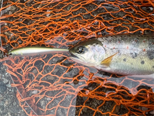 速報 高知県釣り遠征２日目 仁淀川支流のアメゴ Duranのトラウトルアー釣行記