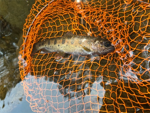 速報 高知県釣り遠征３日目 安芸方面の渓流でアメゴ Duranのトラウトルアー釣行記