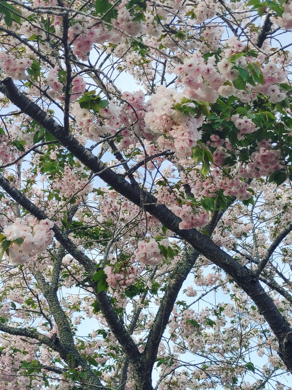 f:id:trueno-c405:20260424005655j:image f:id:trueno-c405:20260424005655j:image