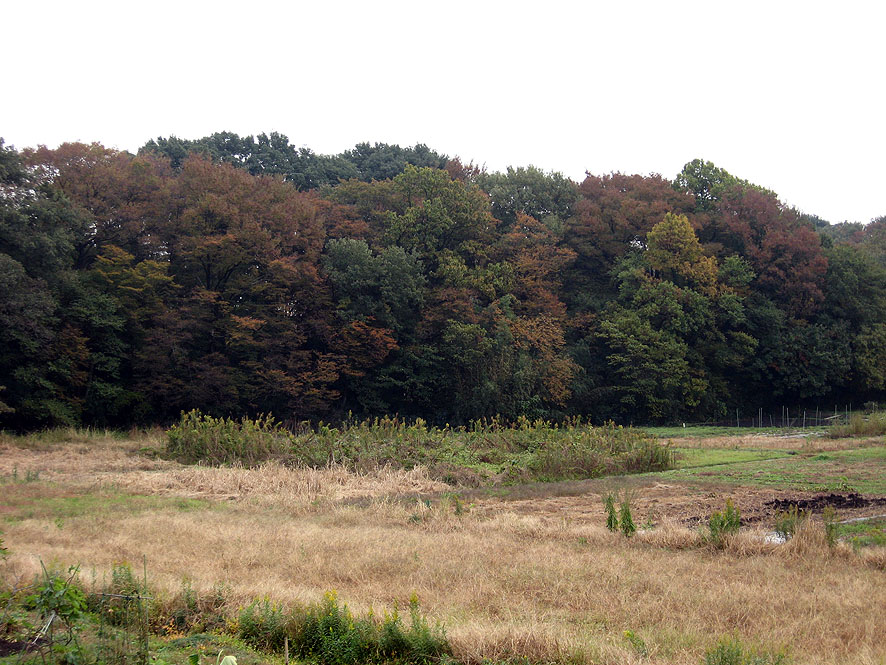 2016/11/15 南部領辻は秋色です。 見沼南部領辻あたり