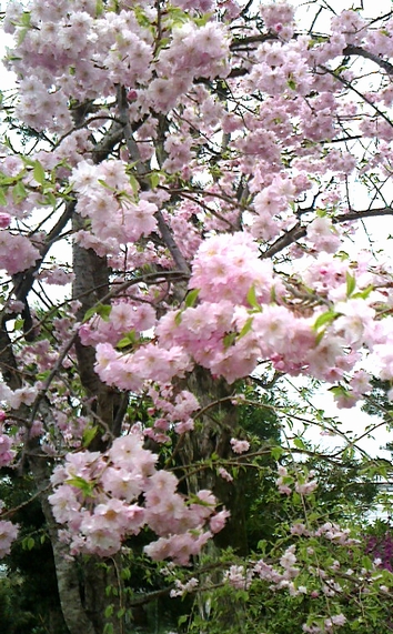 f:id:tryr6796:20150402142433j:image:w80