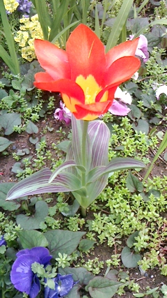 f:id:tryr6796:20150402142530j:image:w80