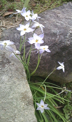 f:id:tryr6796:20150402142604j:image:w80