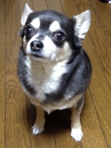 f:id:ts-alamode:20150716202045j:image