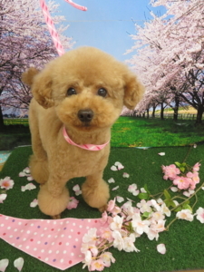 f:id:ts-alamode:20180322154201j:image