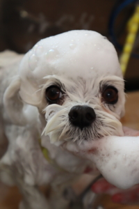 f:id:ts-alamode:20180522124335j:image