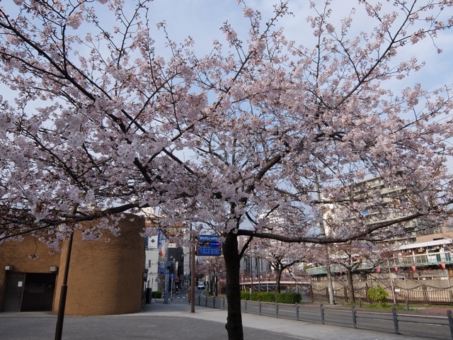 桜はどのくらい咲いた 横浜大岡川 野毛山公園の平成28年4月1日の午前中の状況です ゴリ課長の横浜グルメ 桜はどのくらい咲いた 横浜大岡川 野毛山公園の平成28年4月1日の午前中の状況です ゴリ課長の横浜グルメ