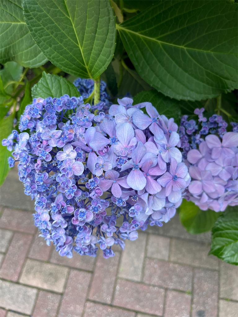 f:id:ts9049284:20260619213958j:image f:id:ts9049284:20260619213958j:image