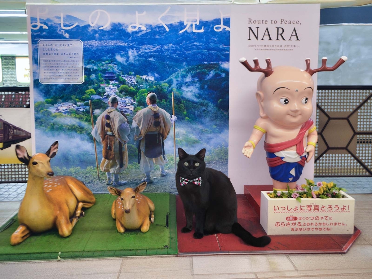 鹿の角．いいね！感謝大セール！！ 10000円→8000円 この動画、最後まで見て…衝撃の展開😱🦌この鹿の反応は信じられないで