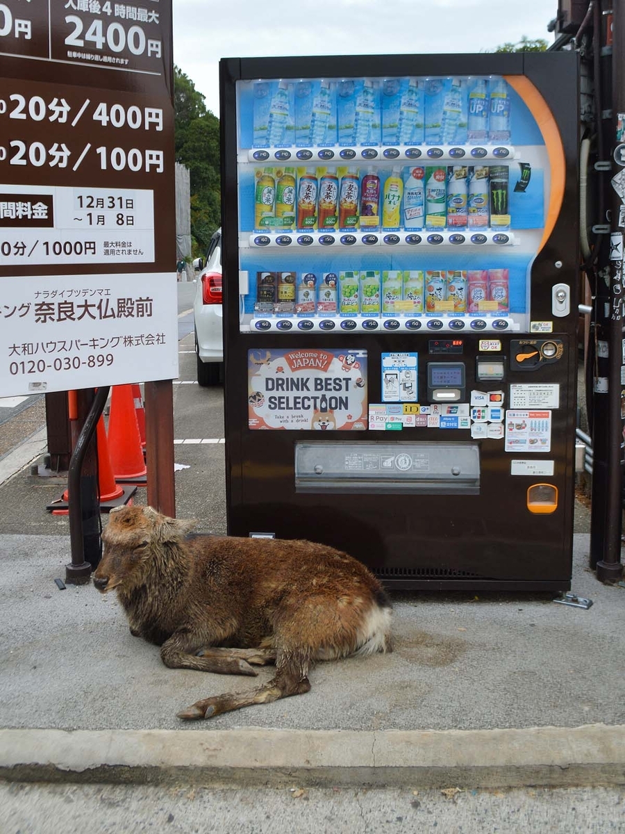 奈良公園 鹿いろいろ - 猫のおもてなし
