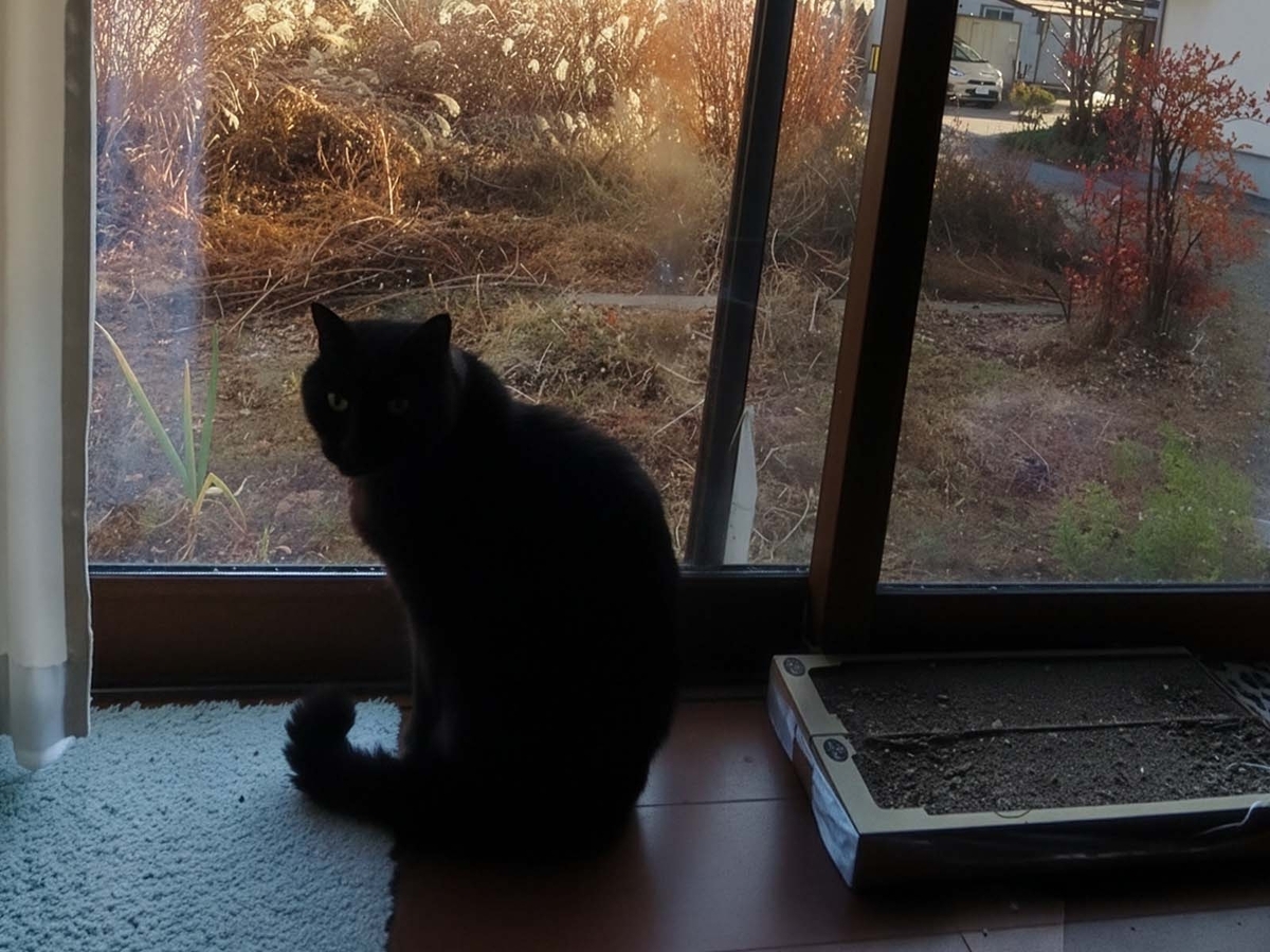 ススキ 黒猫マー君 Blue mounten on the full blue moon - 猫のおもてなし