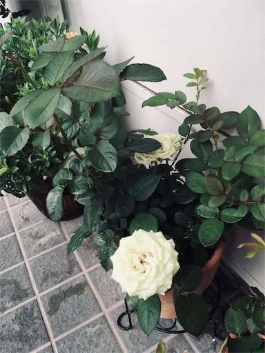 f:id:tsgreenas:20190607075922j:image