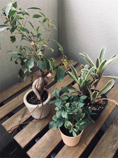 21年植替え Day 2 ネオレゲリア、コルク着け - みどりとか徒然