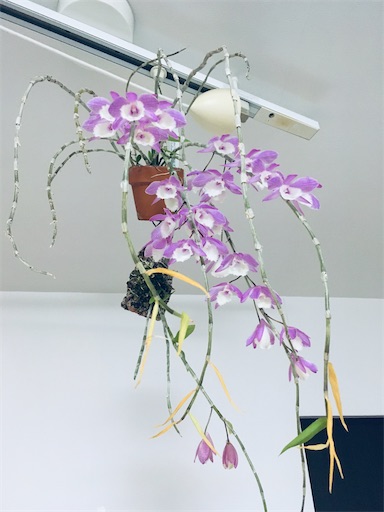 デンドロ アフィルムとフォリドータ開花 みどりとか徒然 デンドロ アフィルムとフォリドータ開花 みどりとか徒然