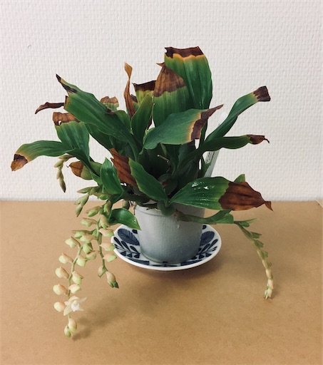 デンドロ アフィルムとフォリドータ開花 みどりとか徒然 デンドロ アフィルムとフォリドータ開花 みどりとか徒然