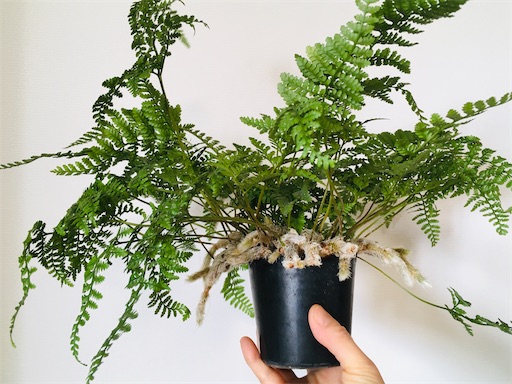 トキワシノブ植え替え - みどりとか徒然