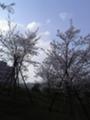 NAIST夕桜2007