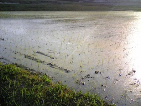 f:id:tshibata:20120527061515j:image:w480 f:id:tshibata:20120527061515j:image:w480