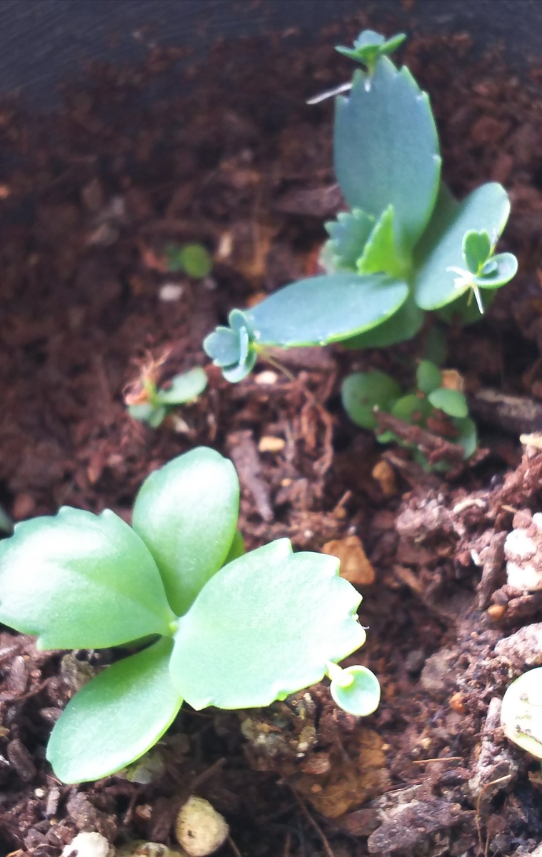 f:id:tsk-ickw:20190706081326j:plain