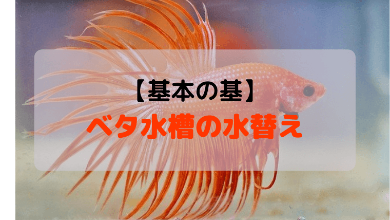 ベタ 水替え 方法 | ベタ 飼い方 初心者 – HLZTF