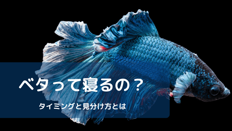 ベタ 底 で 寝る | ベタ 沈む 横たわる – GDMSV