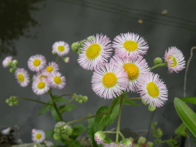 ハルジオン