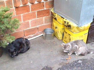 Cats