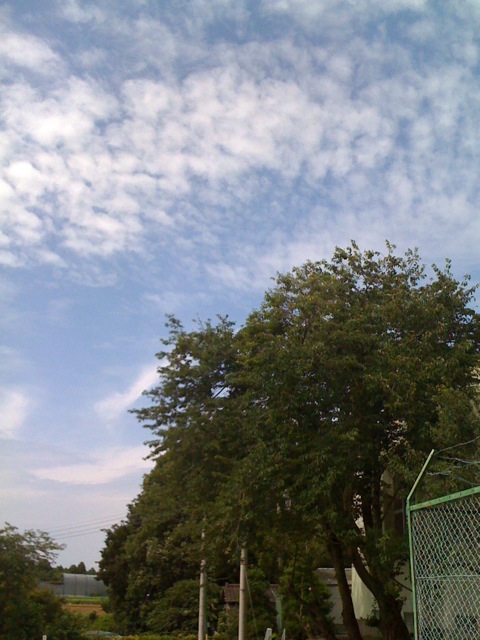 Summer sky and Tree