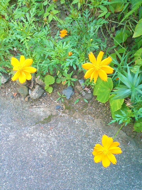 f:id:tsntsumi:20090817151030j:image:w240