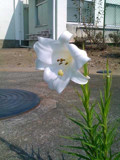 f:id:tsntsumi:20090817151136j:image:w240