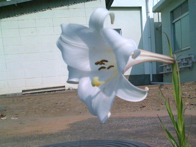 A Lily in the Garden