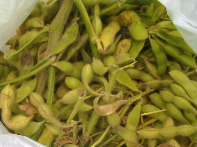 green soybeans