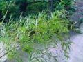 The bamboo blown over by typhoon