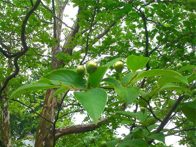 f:id:tsntsumi:20100619103442j:image:w160