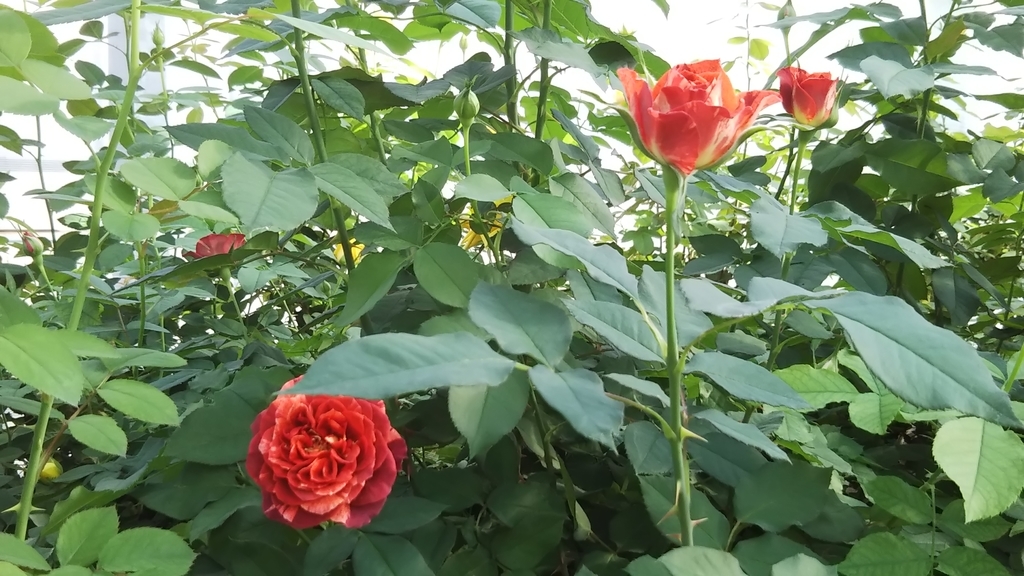 薔薇の香りの効能 効果を知って もっと好きになる あなたは私 私はあなた