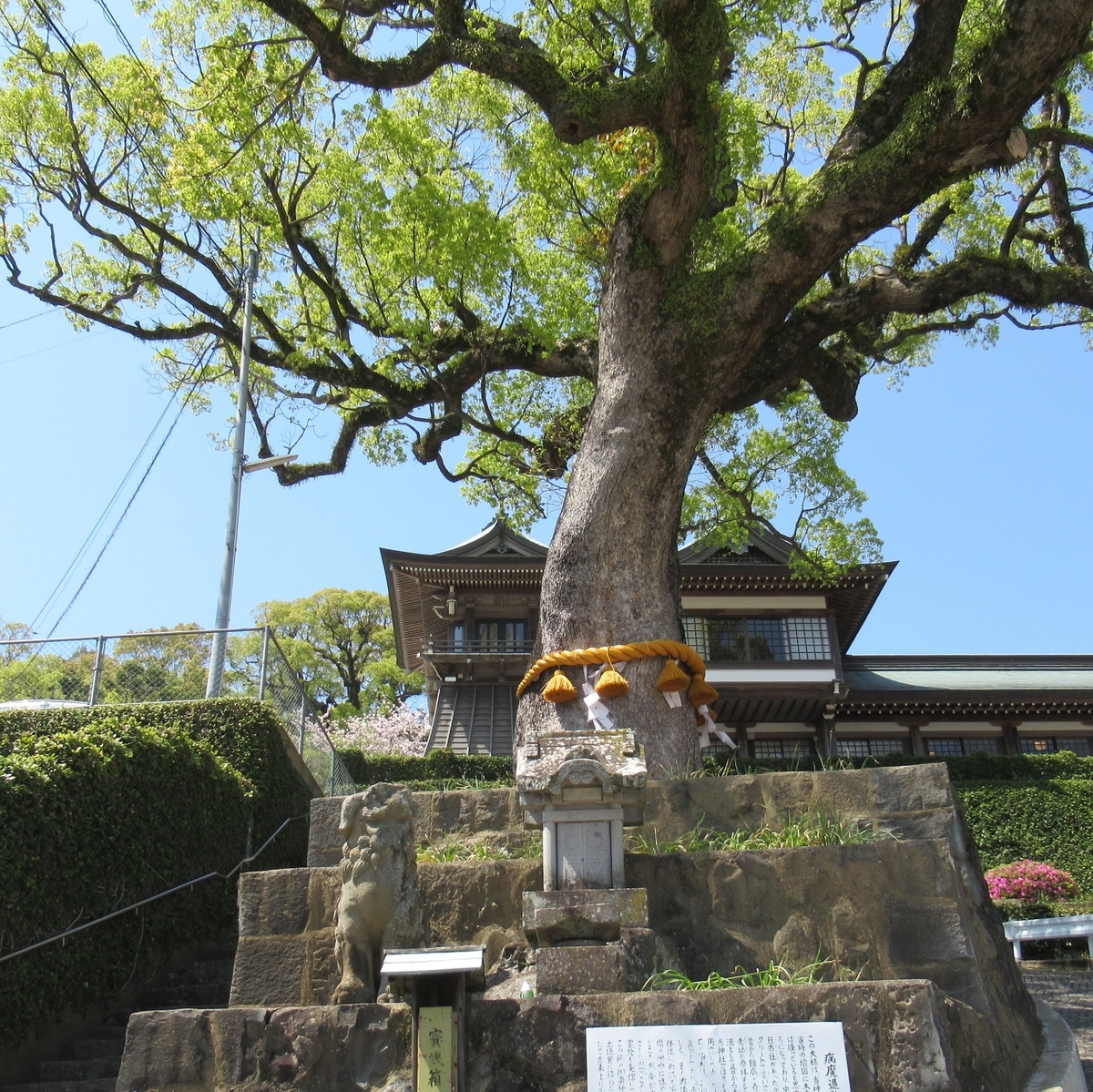 f:id:tsubaki333tan:20210119022746j:plain