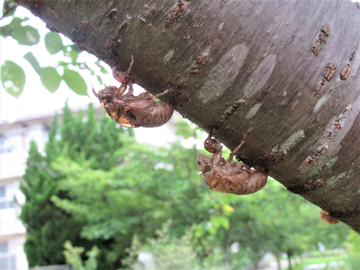 散歩中に出会った動植物たち 蝉の一生は長い あなたは私 私はあなた