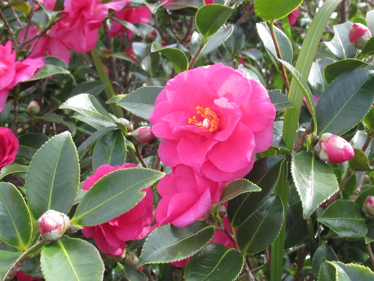 植物 散歩中に見つけたツバキ科の花 サザンカとツバキの見分け方 あなたは私 私はあなた
