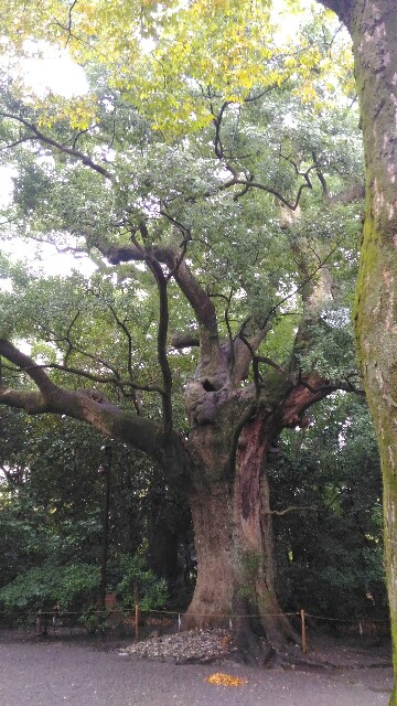 f:id:tsubakidoh:20171118174105j:image