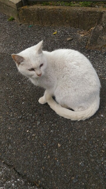 f:id:tsubakidoh:20171203174352j:plain f:id:tsubakidoh:20171203174352j:plain