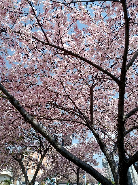 f:id:tsubakidoh:20180315204045j:plain f:id:tsubakidoh:20180315204045j:plain