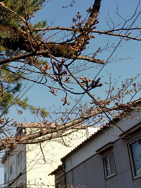 f:id:tsubakidoh:20180317201435j:image f:id:tsubakidoh:20180317201435j:image
