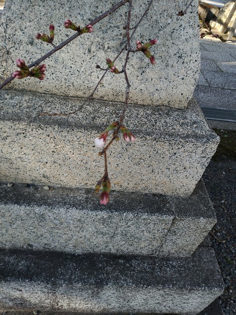 f:id:tsubakidoh:20180317201447j:image f:id:tsubakidoh:20180317201447j:image
